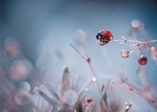 Korkeasukellus | Valokuvatapetit
