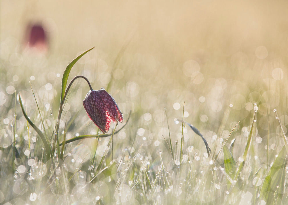 Rocío de la mañana | Papel Pintado Fotográfico