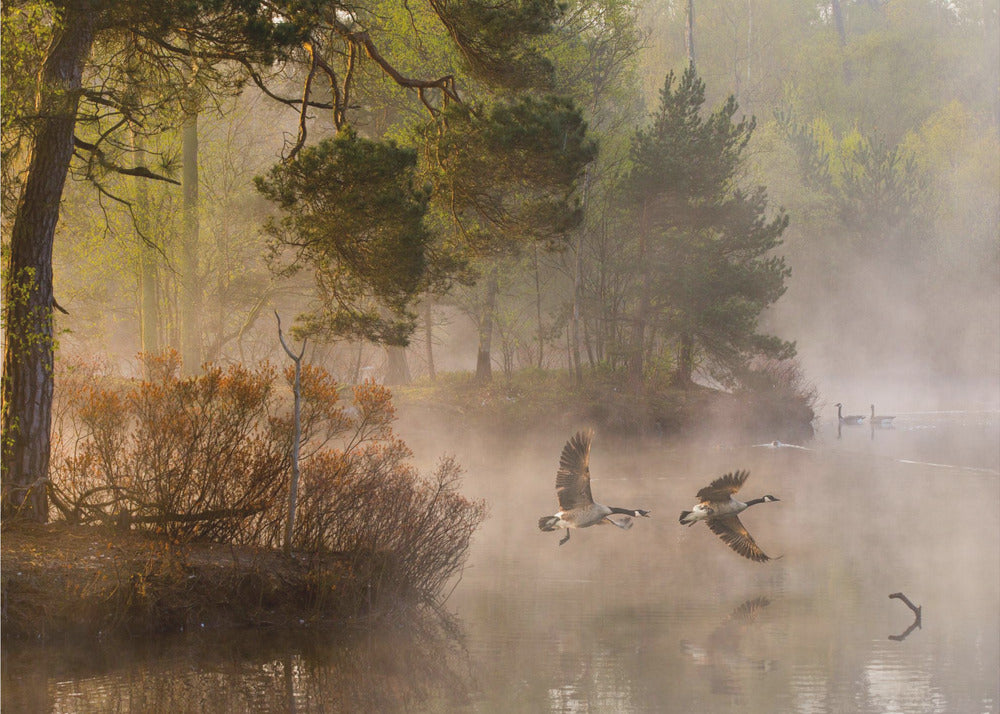 Goose fight | Wallpaper