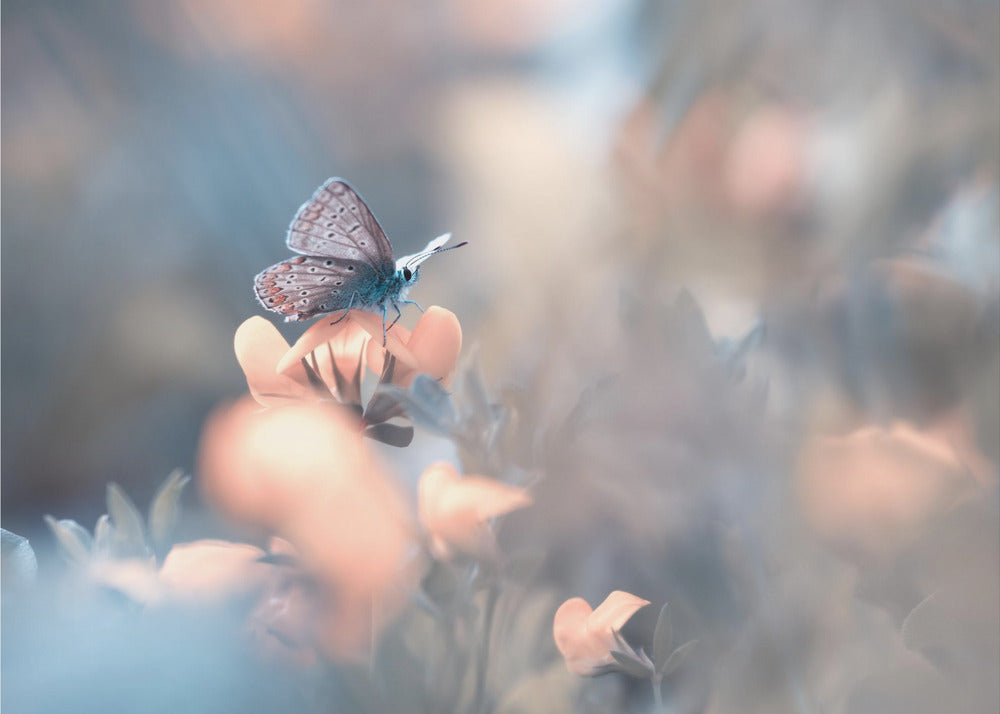Entre las dakinis | Papel Pintado Fotográfico