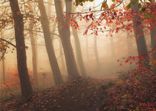 Dem Licht entgegen. | Fototapeten