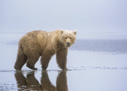 Karhunkävely | Valokuvatapetit