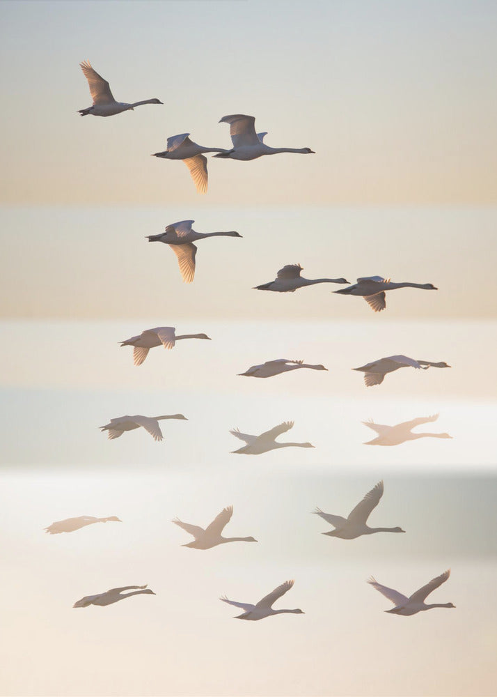 Vorbei an der Sonne. | Leinwand-Bilder