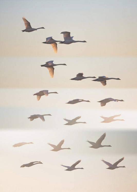 Vorbei an der Sonne. | Leinwand-Bilder