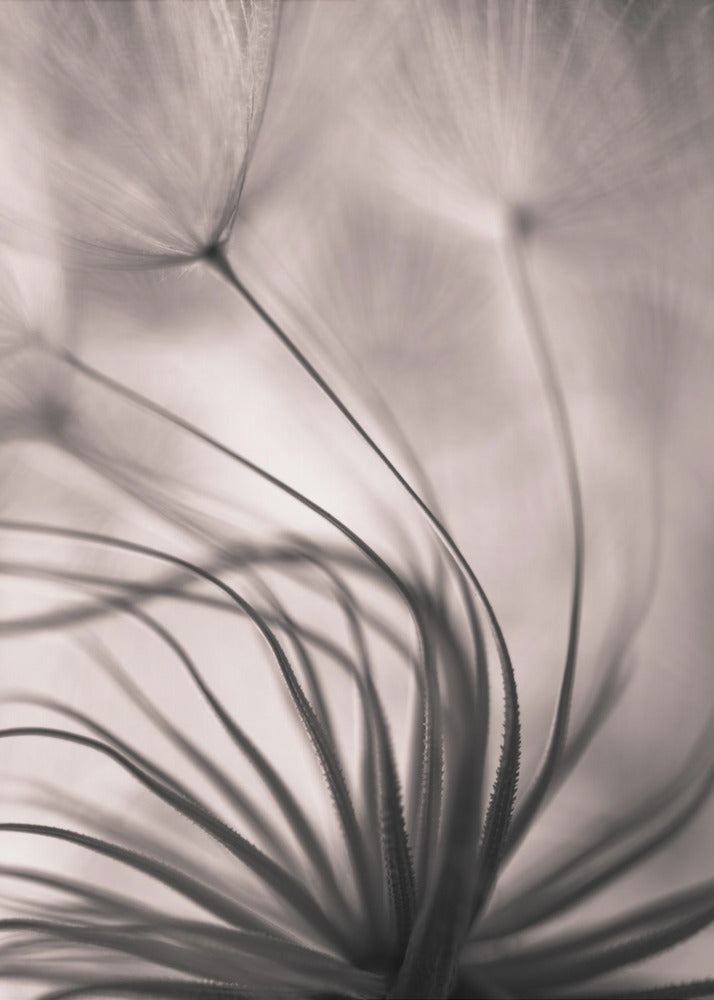 Ohne Titel | Leinwand-Bilder