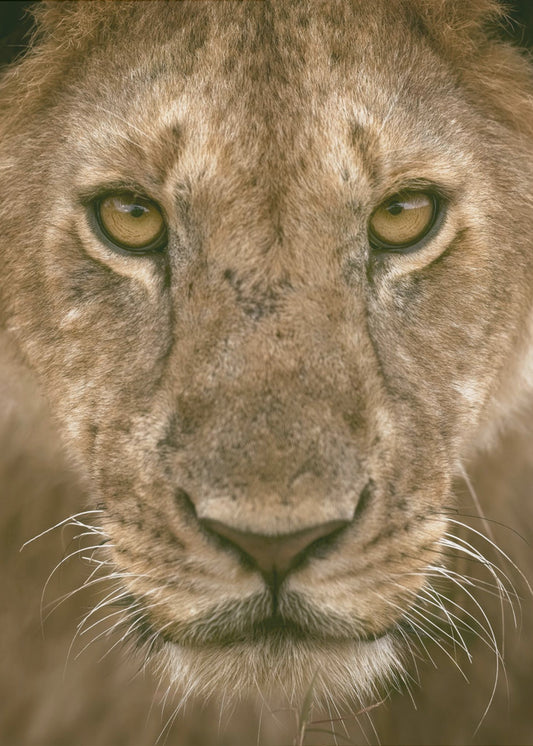 Contact Eyes | Poster