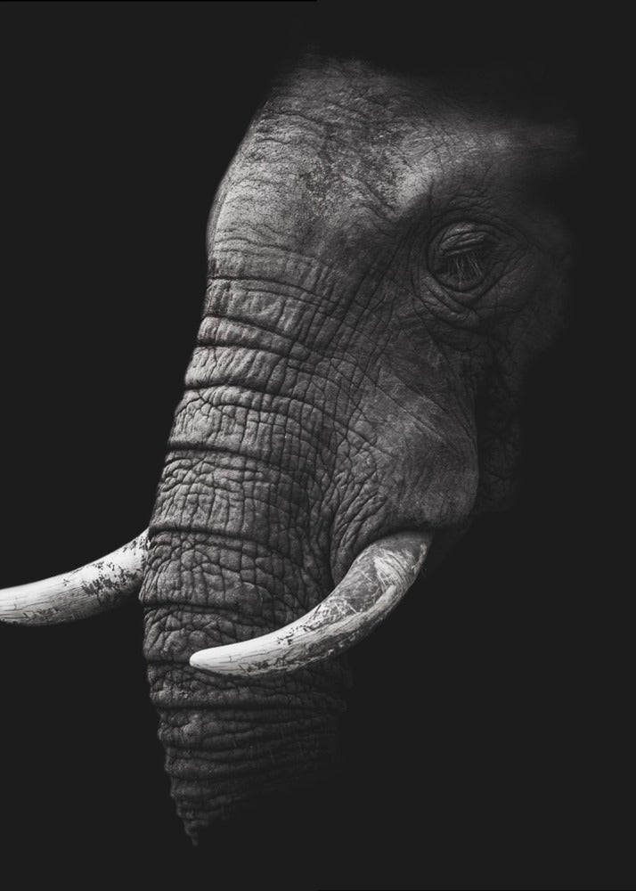 Portrait | Poster
