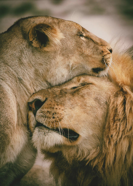 Mitä on rakkaus | Canvastaulut