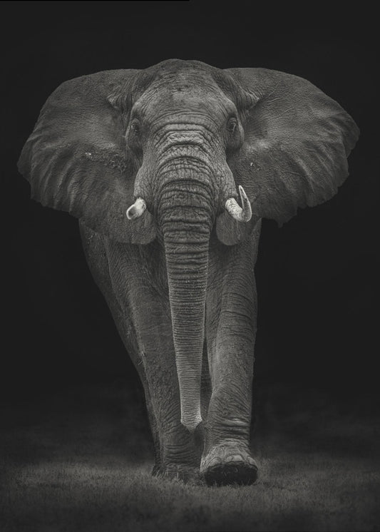 Ngorongoron härkä | Canvastaulut