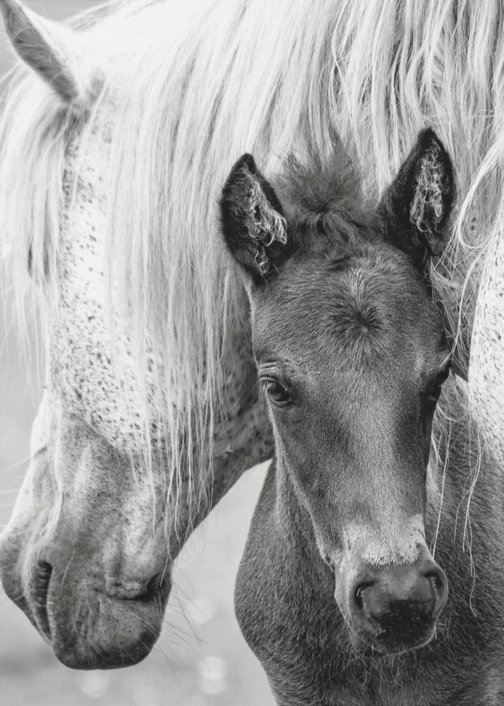 The Foal | Poster
