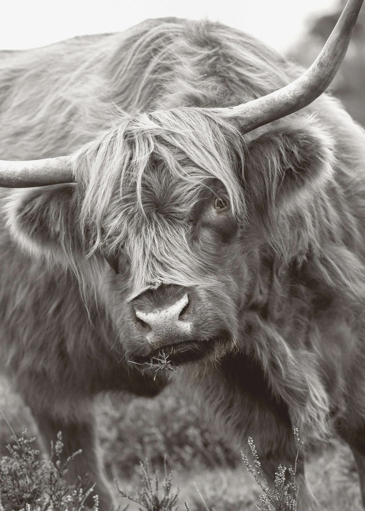 El Toro | Impresiones en Lienzo