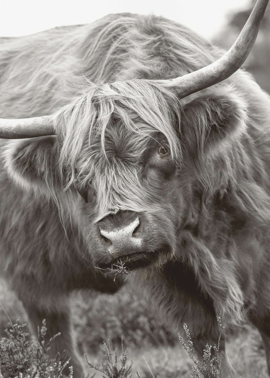 Der Stier | Leinwand-Bilder