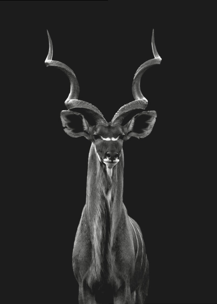 Kudu większy | Wydruki na łótnie