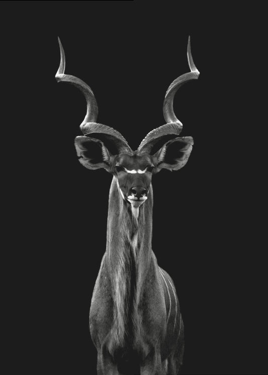 Suur-Kudu | Canvastaulut