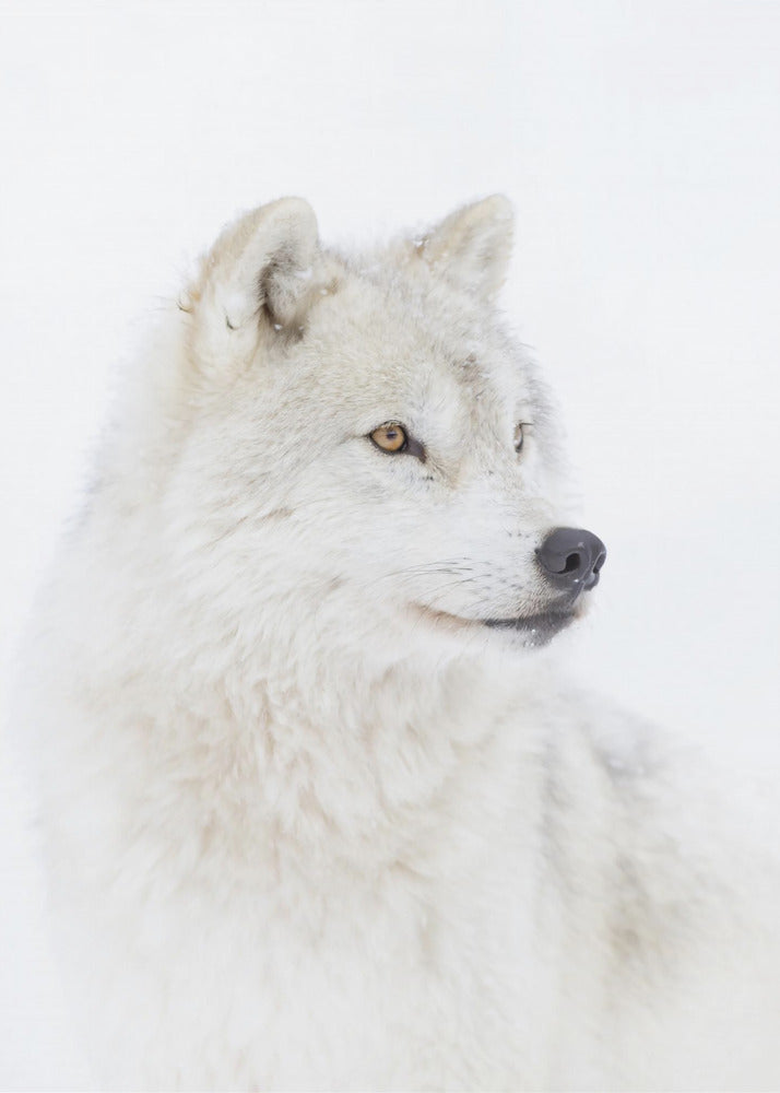 Portret wilka polarnego | Wydruki na łótnie