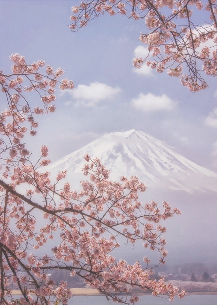Fuji-bjerget i kirsebærblomsterne | Lærredsbilleder