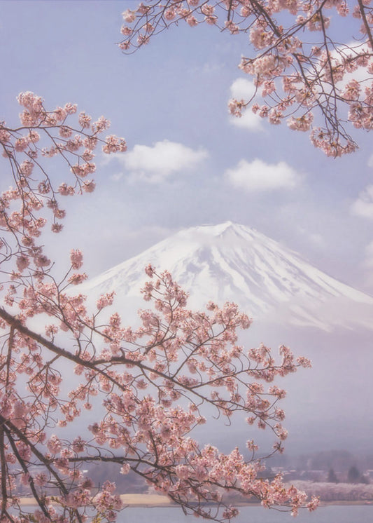 Fuji-bjerget i kirsebærblomsterne | Lærredsbilleder
