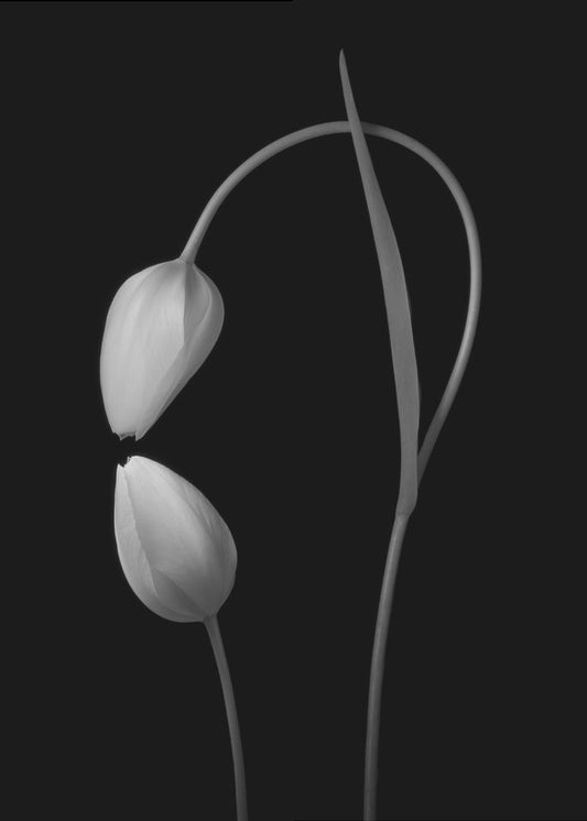 Rakkaus | Canvastaulut