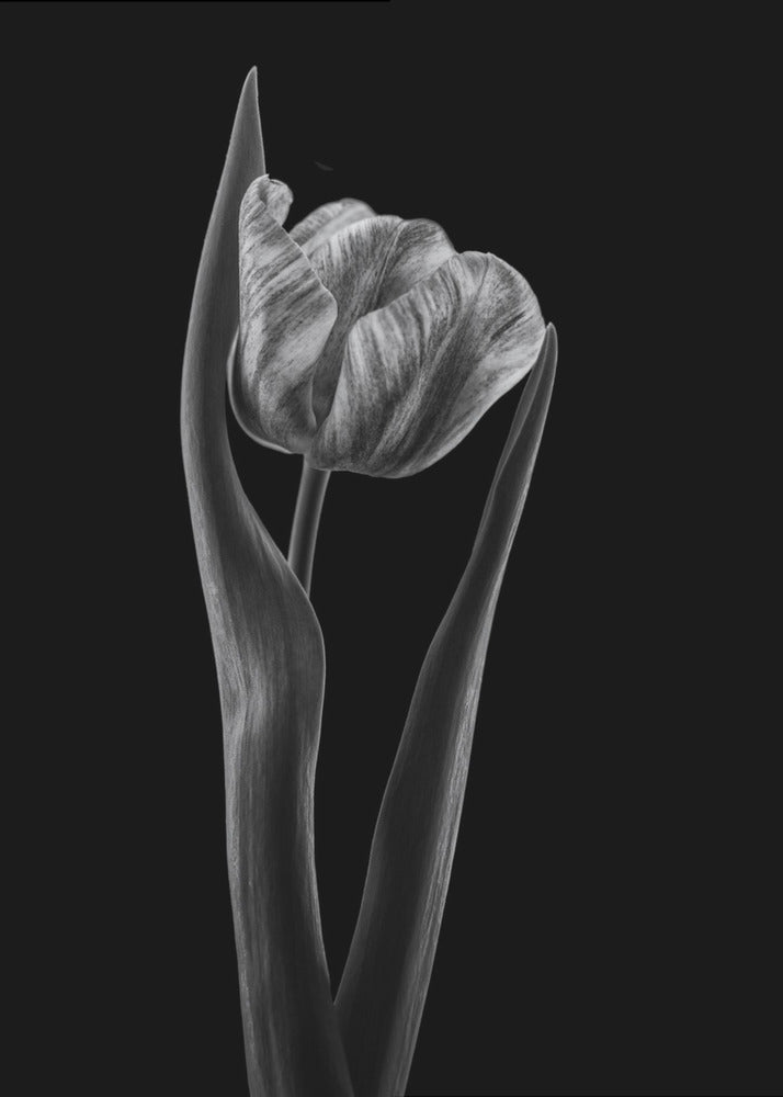 Rembrandt-Tulpe | Leinwand-Bilder