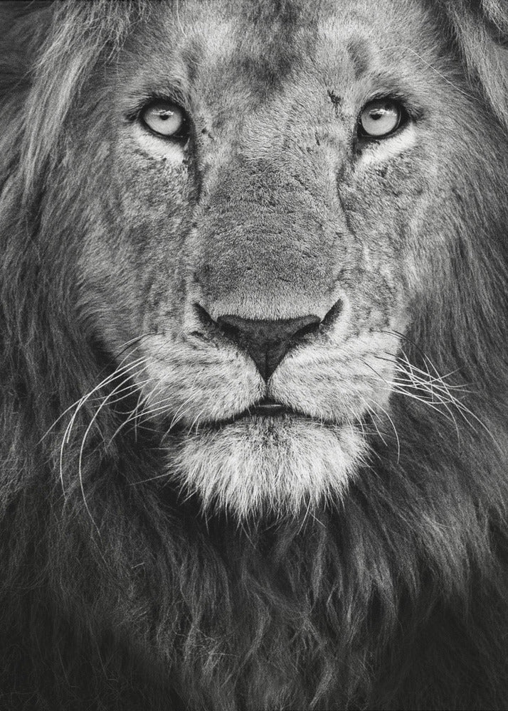 Königliches Porträt | Leinwand-Bilder