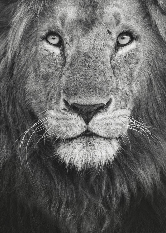 Königliches Porträt | Leinwand-Bilder