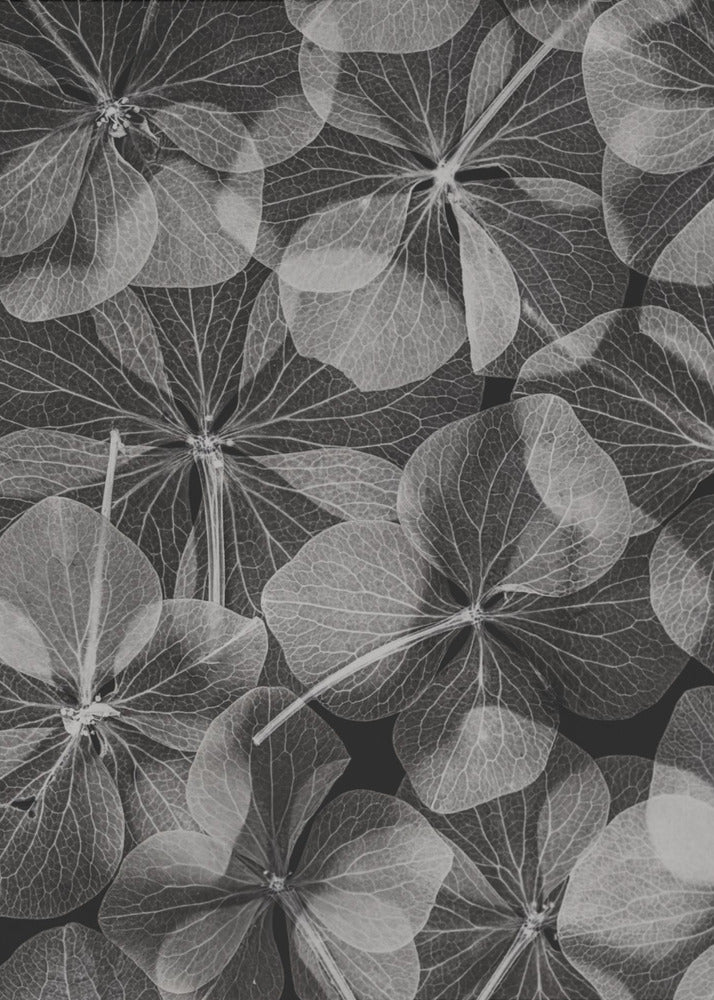 Botaniczny #48 | Wydruki na łótnie