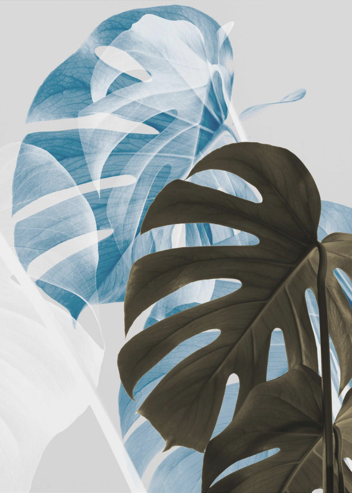 Monstera Creative 02 | Canvas
