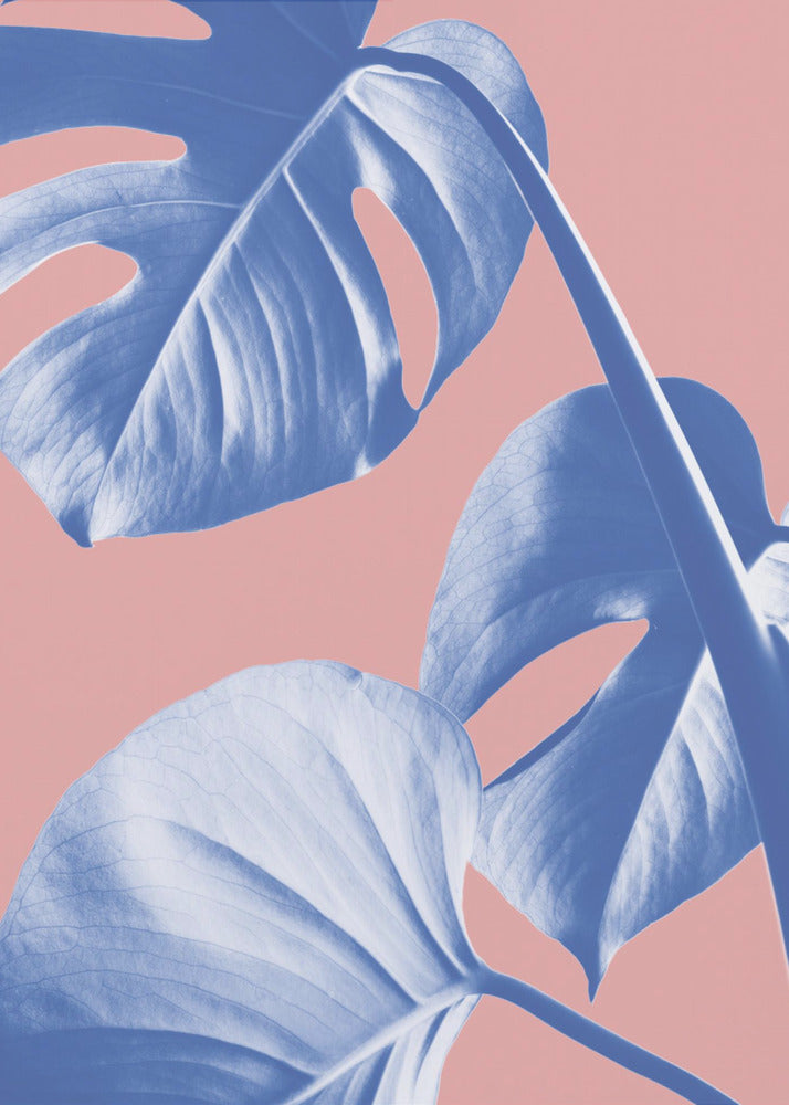 Monstera Lila 05 | Leinwand-Bilder