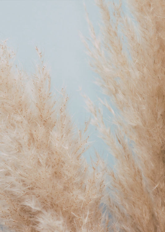 Pampas Close 01 | Canvas