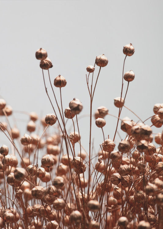 Dried Grass Copper 02 | Canvas