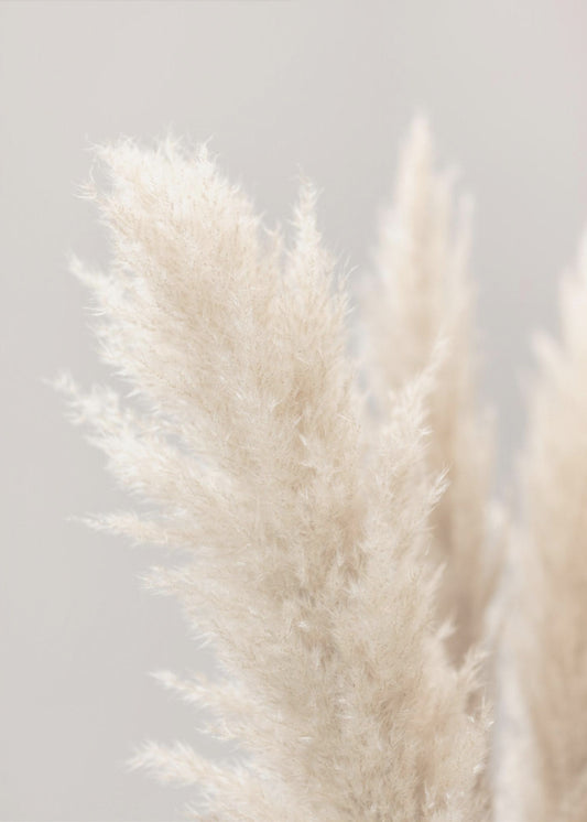 Pampas Grass Grey 03 | Canvas