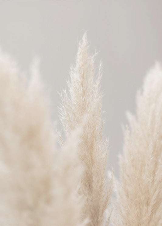 Pampas Grass Grey 04 | Canvas