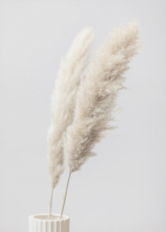 Pampas Grass Grey 11 | Canvas