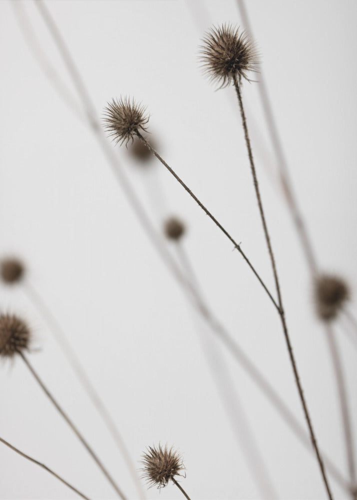 Thistle Grey 05 | Poster
