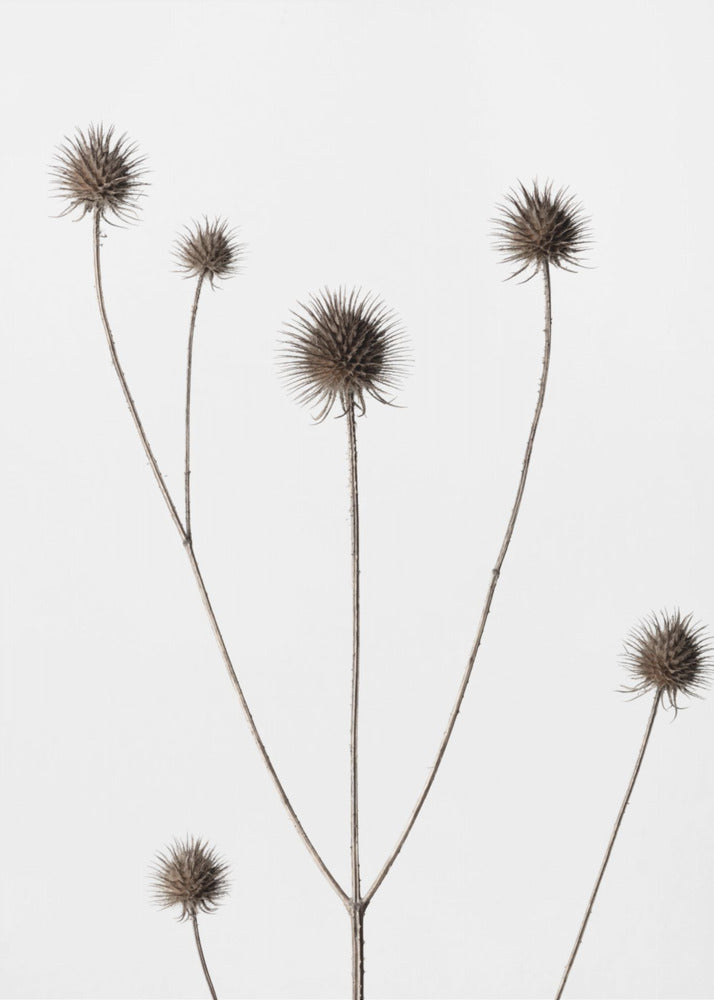 Thistle Grey 11 | Poster
