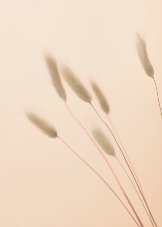 Bunny Grass Peach 03 | Canvas