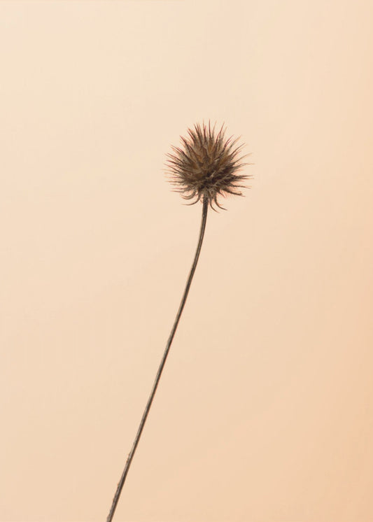 Thistle Peach | Canvas
