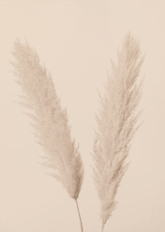 Pampas Grass Beige 01 | Canvas