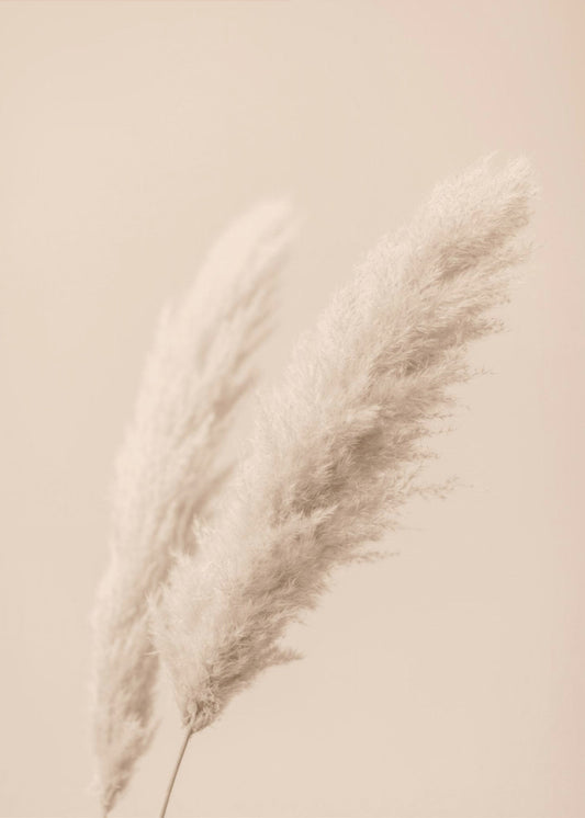 Pampas Grass Begie 15 | Canvas