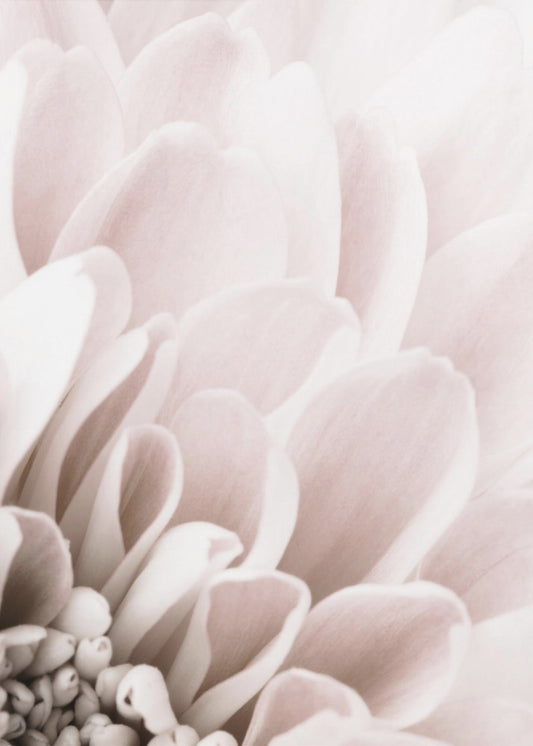 Chrysanthemum No 03 | Poster