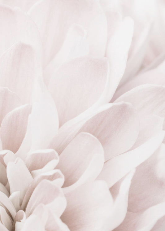 Chrysanthemum No 04 | Canvas