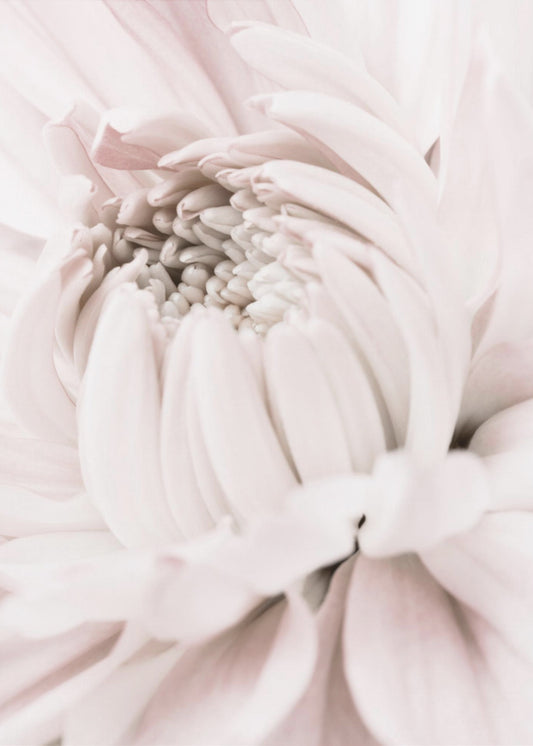 Chrysanthemum No 05 | Poster