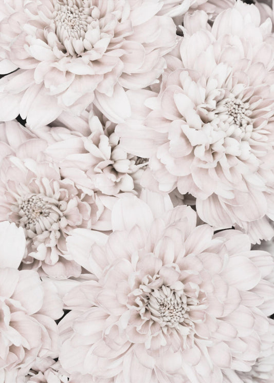 Chrysanthemum No 07 | Canvas
