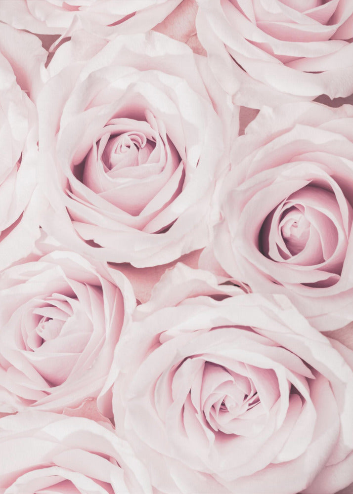 Vaaleanpunaiset ruusut nro 02 | Canvastaulut