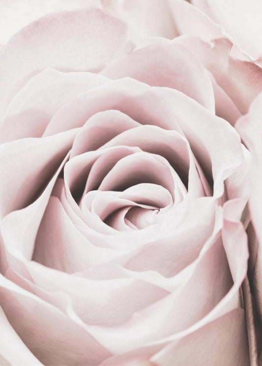 Pink Rose No 06 | Poster