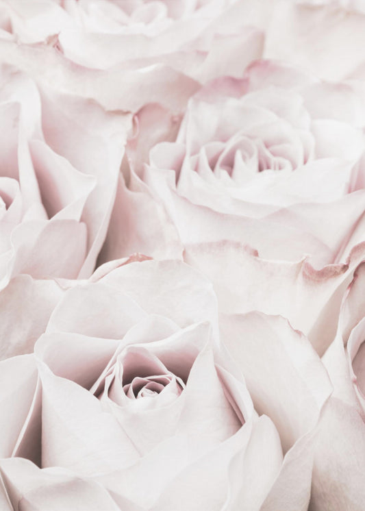 Pink Roses No 04 | Poster