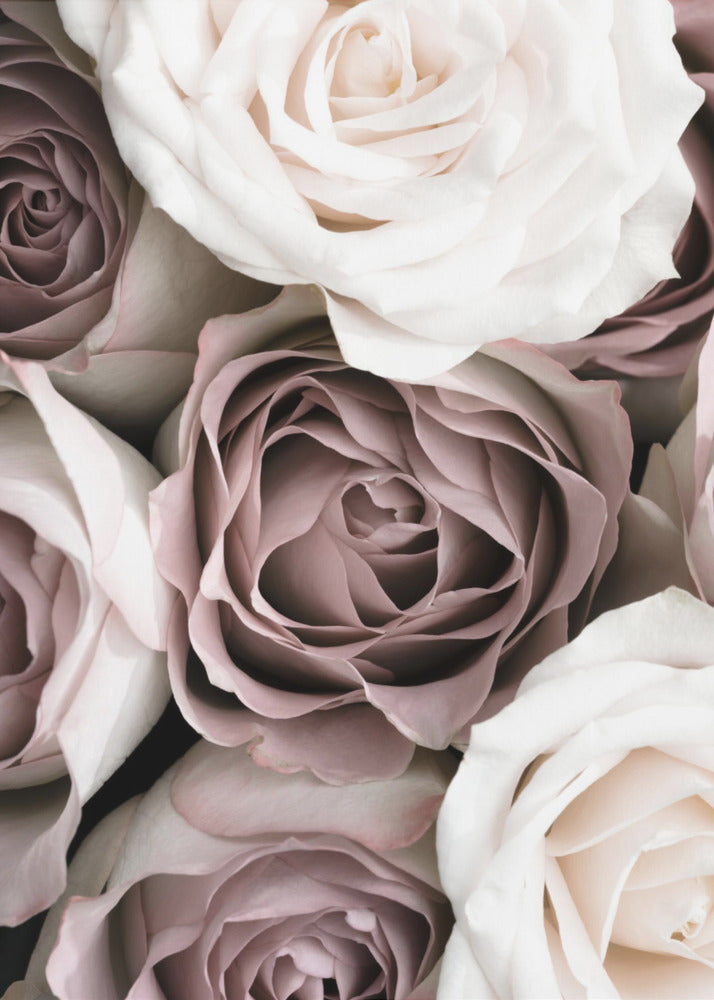 Roses | Poster