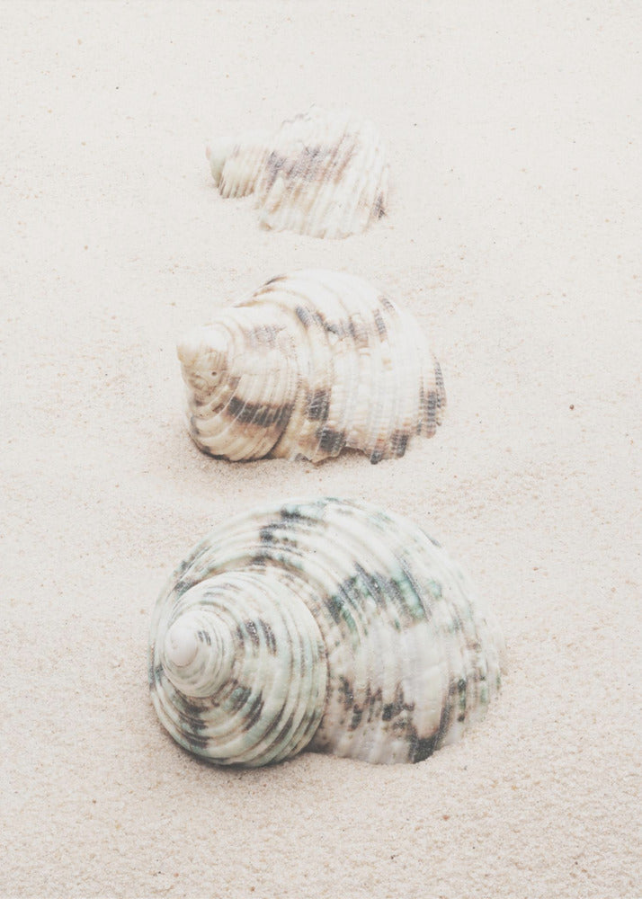 Shells | Poster