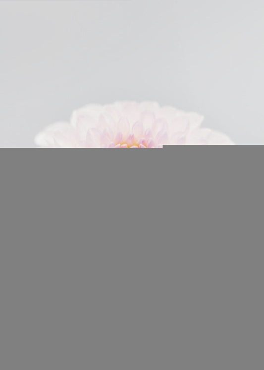 Pink Flower No3 | Poster