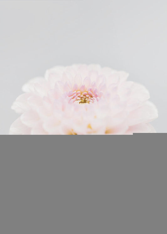 Pink Flower No3 | Canvas